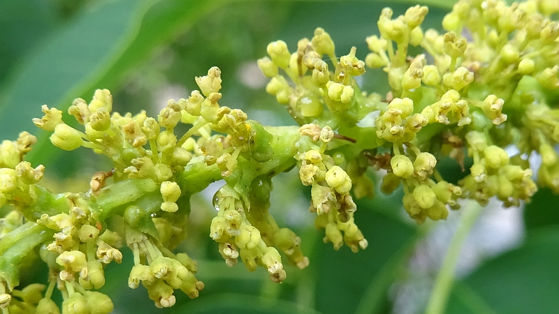 ナンキンハゼの花 川崎市幸区さいわいふるさと公園