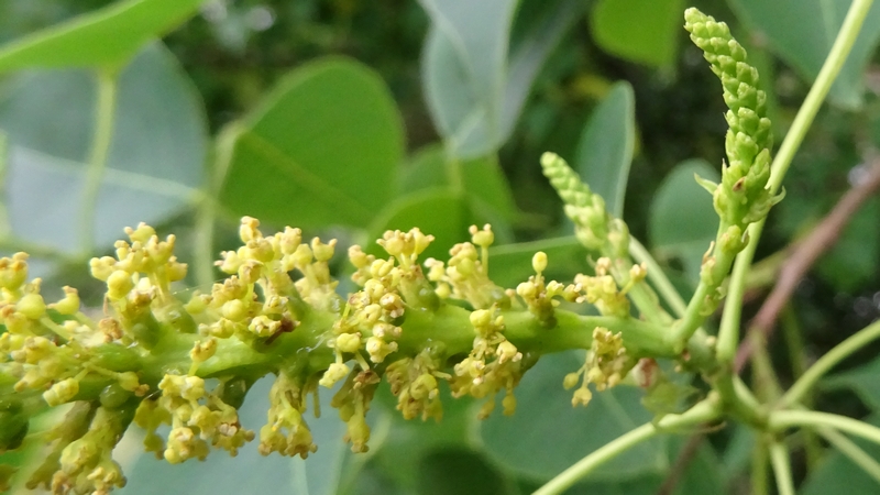ナンキンハゼの花 川崎市幸区さいわいふるさと公園