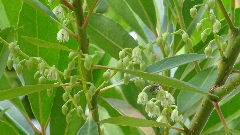 ホルトノキの花 川崎市幸区創造のもり