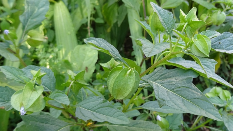 オオセンナリ 川崎市幸区さいわいふるさと公園