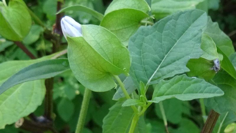 オオセンナリの花 川崎市幸区さいわいふるさと公園