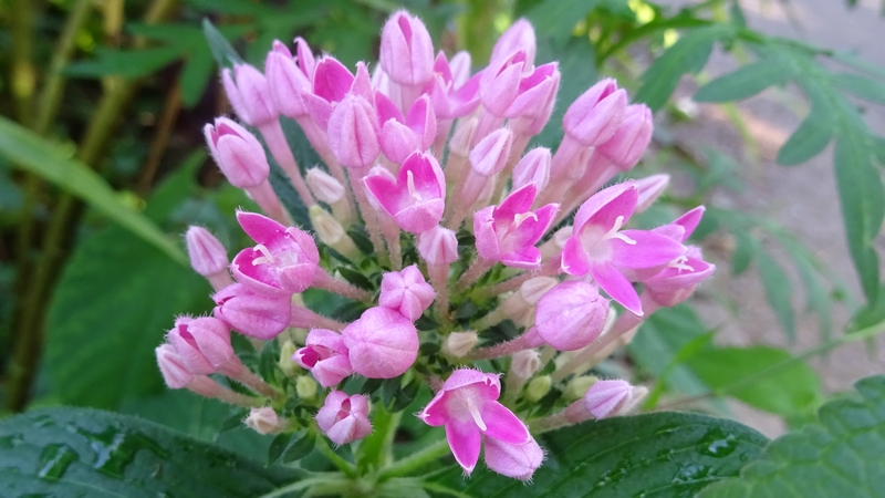 クササンタンカの花 川崎市幸区さいわいふるさと公園