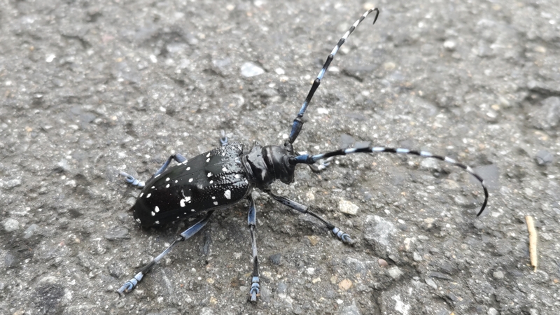 ゴマダラカミキリ 横浜市旭区中希望が丘