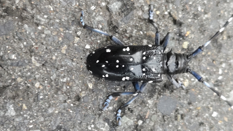 ゴマダラカミキリ 横浜市旭区中希望が丘