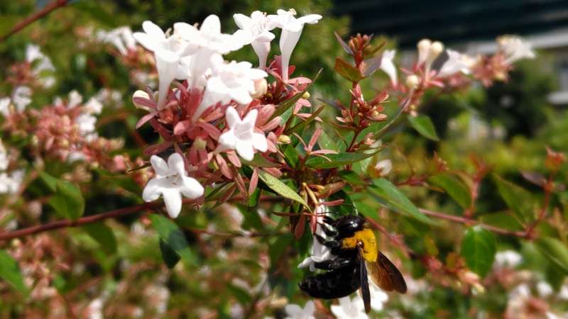アベリアのキムネクマバチ 川崎市幸区