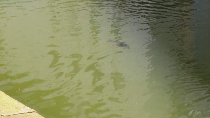 クロダイ 横浜市西区横浜駅
