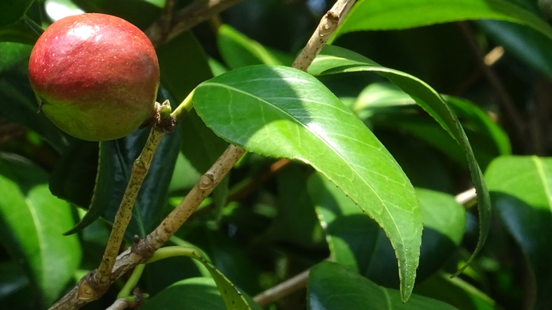 ツバキの若い果実 川崎市幸区さいわいふるさと公園