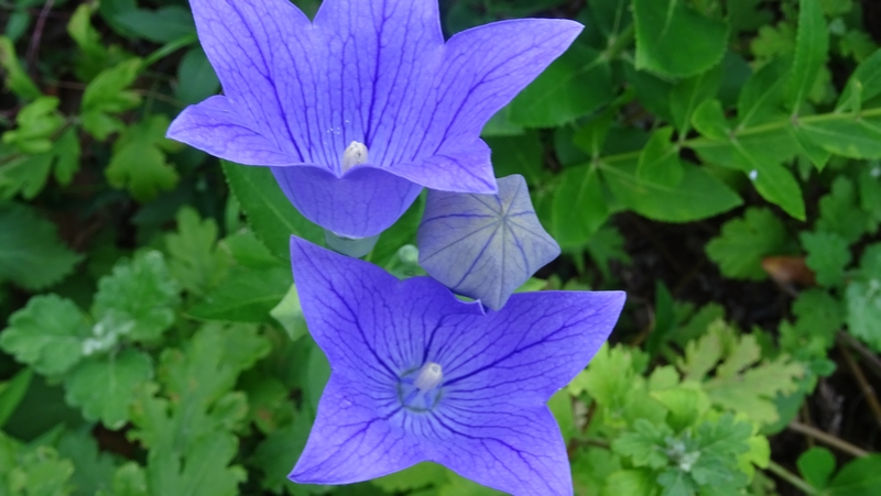 キキョウの花 川崎市幸区さいわいふるさと公園