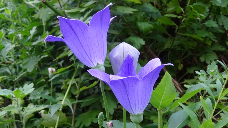キキョウの花 川崎市幸区さいわいふるさと公園