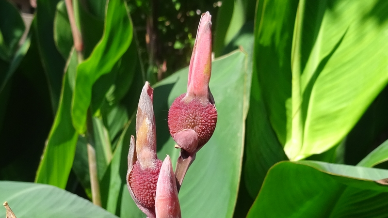 カンナの果実 川崎市幸区さいわいふるさと公園