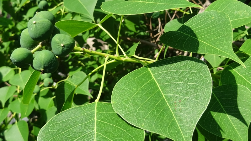 ナンキンハゼの若い果実 川崎市幸区さいわいふるさと公園