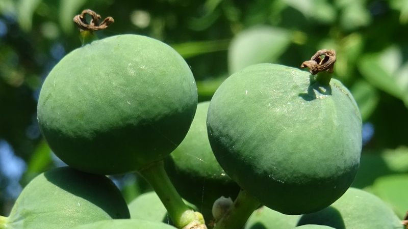 ナンキンハゼの若い果実 川崎市幸区さいわいふるさと公園