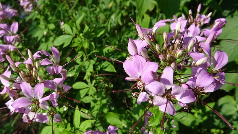 セイヨウフウチョウソウの花 川崎市幸区さいわいふるさと公園