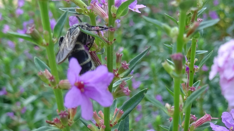 ミソハギの花のシロスジヒゲナガハナバチ♀ 川崎市幸区さいわいふるさと公園