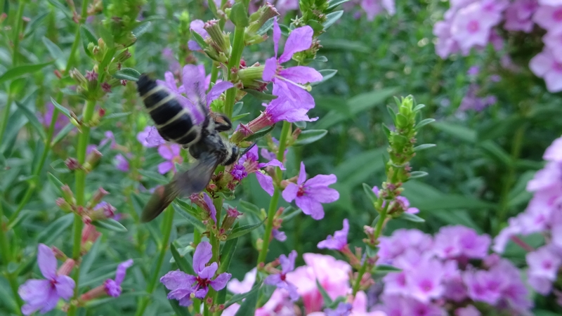 ミソハギの花のシロスジヒゲナガハナバチ♀ 川崎市幸区さいわいふるさと公園
