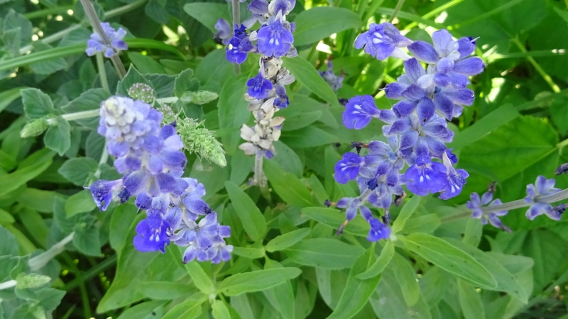 ケショウサルビアの花 川崎市幸区さいわいふるさと公園