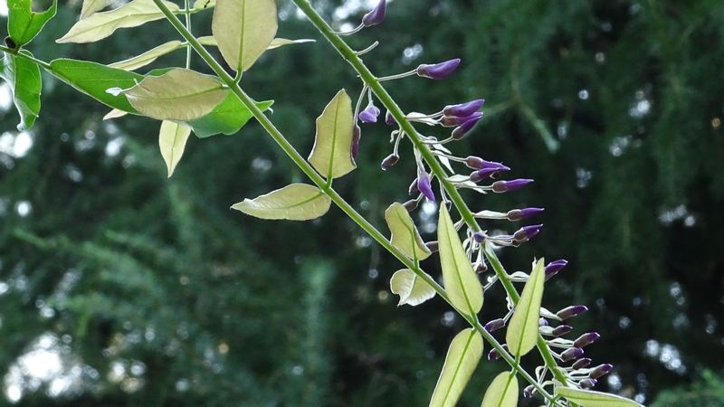 フジの狂い咲き 川崎市幸区さいわいふるさと公園