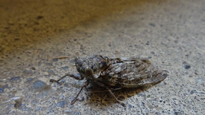 ニイニイゼミ 横浜市旭区今宿南町