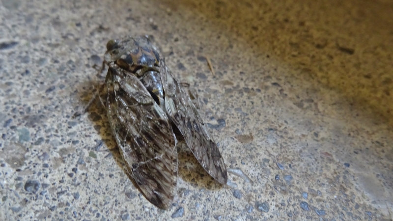 ニイニイゼミ 横浜市旭区今宿南町