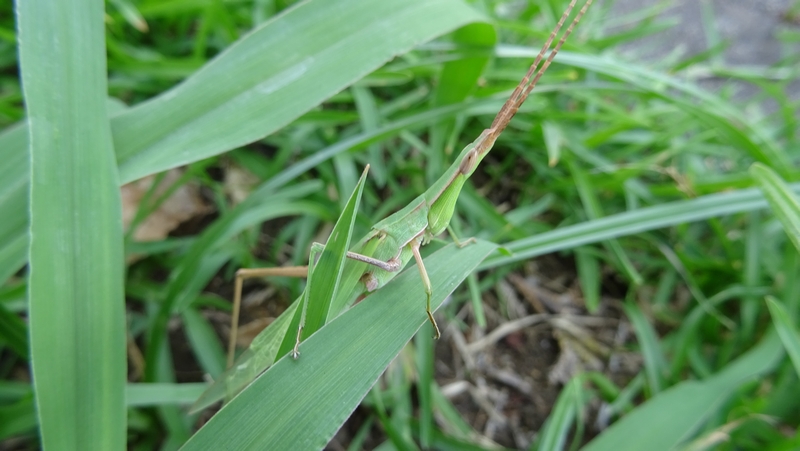 ショウリョウバッタ♀ 川崎市幸区