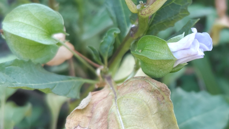 オオセンナリの蕾と果実 川崎市幸区さいわいふるさと公園