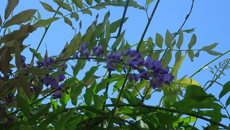 フジの狂い咲き 川崎市幸区さいわいふるさと公園