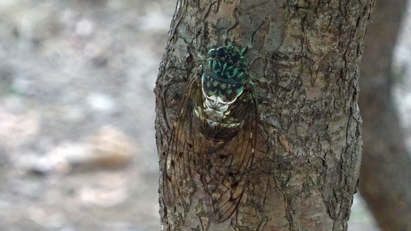 ミンミンゼミ 川崎市幸区さいわいふるさと公園