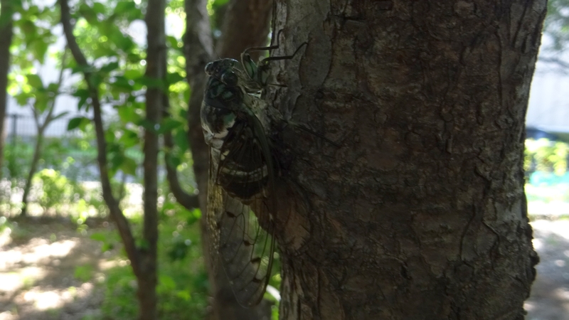 ミンミンゼミ 川崎市幸区さいわいふるさと公園