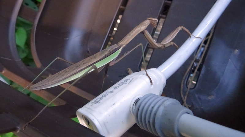 オオカマキリ 横浜市旭区鶴ヶ峰