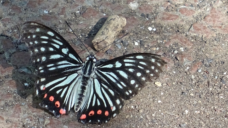 アカボシゴマダラ 川崎市幸区さいわいふるさと公園
