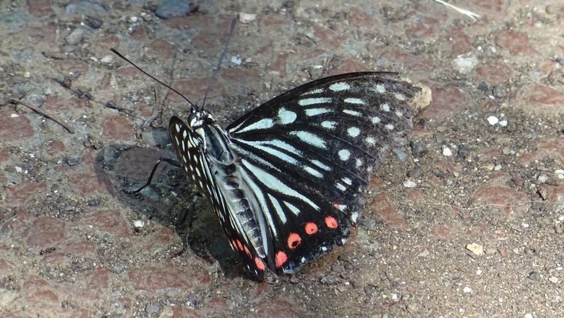 アカボシゴマダラ 川崎市幸区さいわいふるさと公園