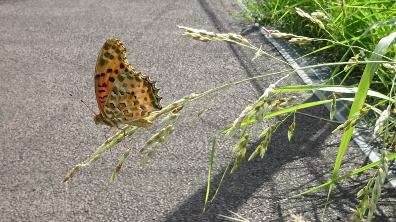 イヌムギのツマグロヒョウモン♂ 川崎市幸区さいわいふるさと公園