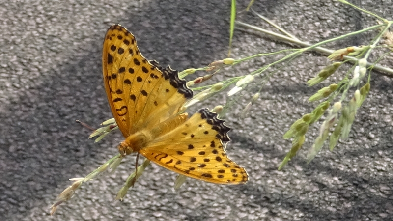 イヌムギのツマグロヒョウモン♂ 川崎市幸区さいわいふるさと公園