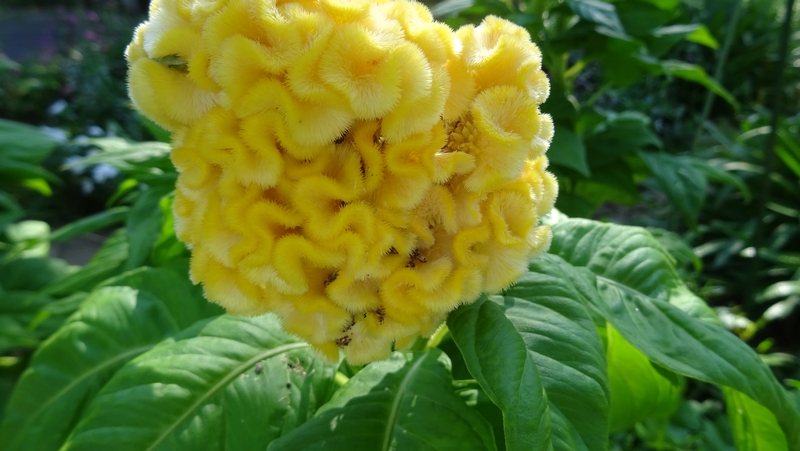 ケイトウの花 川崎市幸区さいわいふるさと公園