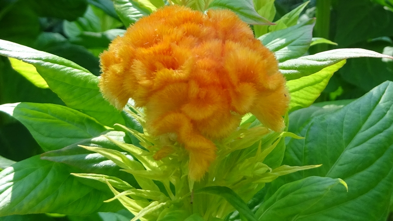 ケイトウの花 川崎市幸区さいわいふるさと公園