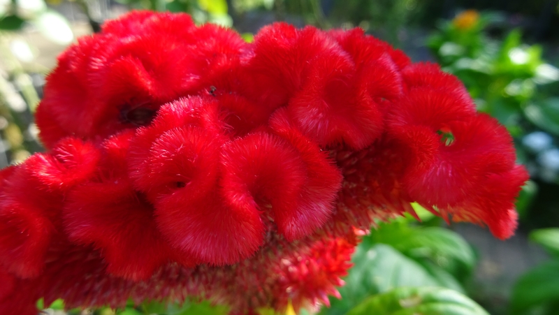 ケイトウの花 川崎市幸区さいわいふるさと公園