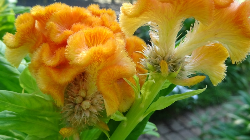 ケイトウの花 川崎市幸区さいわいふるさと公園