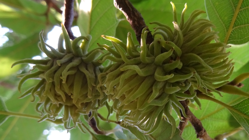 クヌギの若い果実 川崎市幸区さいわいふるさと公園