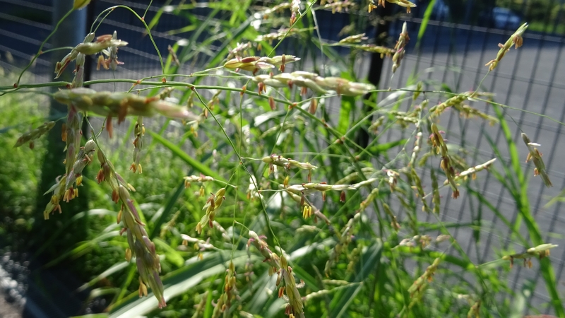 セイバンモロコシの花 川崎市幸区さいわいふるさと公園