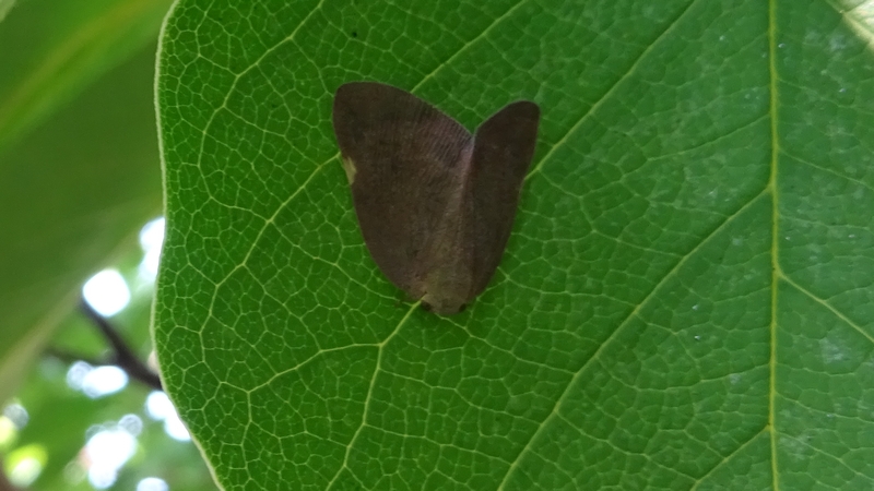 チュウゴクアミガサハゴロモ 川崎市幸区さいわいふるさと公園