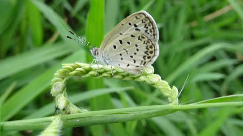 シマスズメノヒエのヤマトシジミ 川崎市幸区さいわいふるさと公園