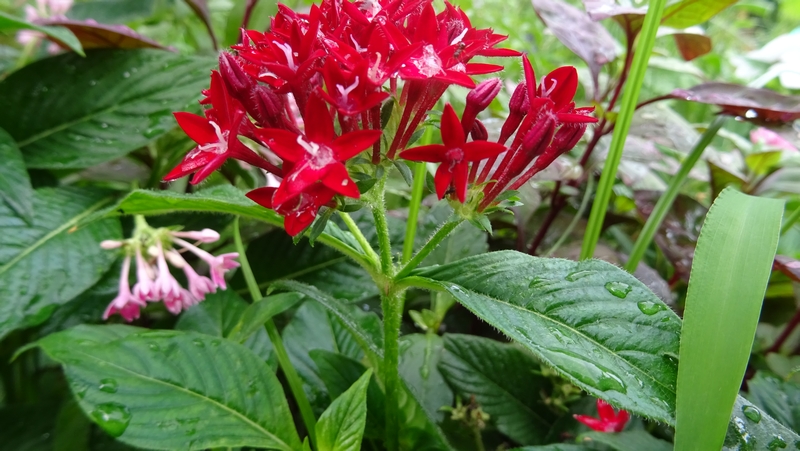 クササンタンカの花 川崎市幸区さいわいふるさと公園