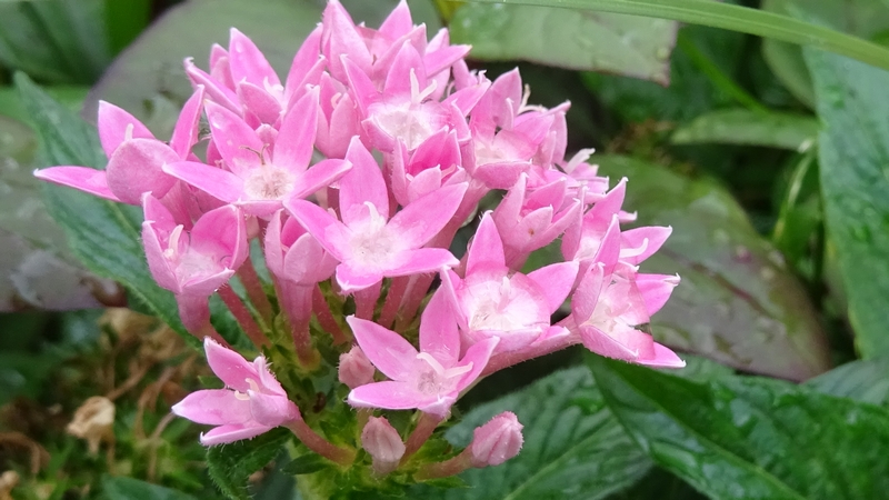 クササンタンカの花 川崎市幸区さいわいふるさと公園