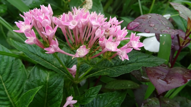 クササンタンカの花 川崎市幸区さいわいふるさと公園