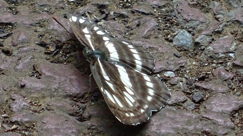 コミスジ 川崎市幸区さいわいふるさと公園