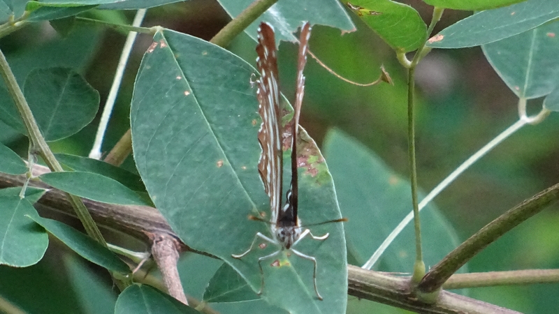 コミスジ 川崎市幸区さいわいふるさと公園
