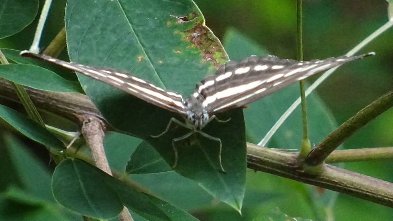 コミスジ 川崎市幸区さいわいふるさと公園