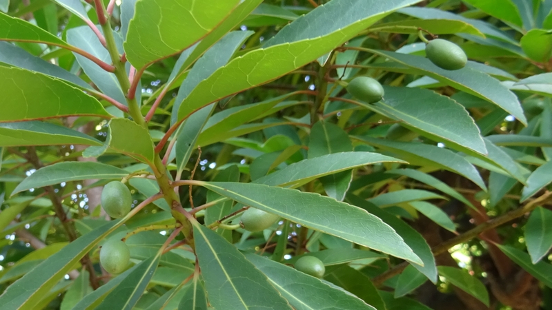 ホルトノキの若い果実 川崎市幸区創造のもり