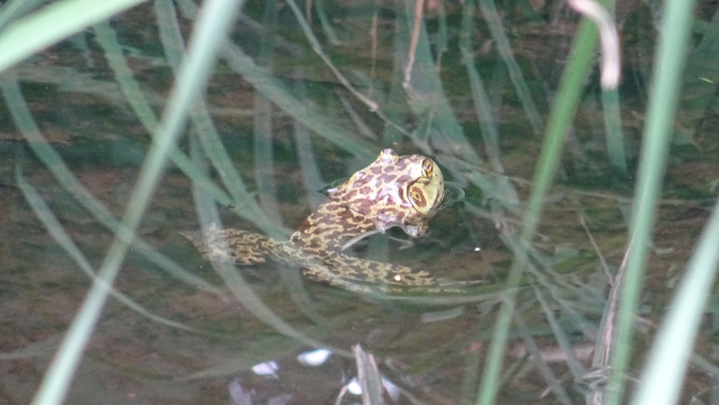 ウシガエル 川崎市幸区さいわいふるさと公園