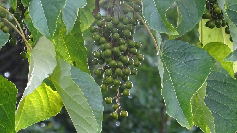 イイギリの若い果実 川崎市幸区さいわいふるさと公園